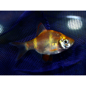 Барбус суматранский альбинос Гонконг (Puntigrus tetrazona 'Albino Hong Kong') — селекционная форма суматранского барбуса (Puntigrus tetrazona). Это активная, стайная аквариумная рыбка.