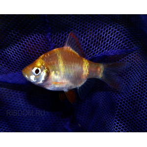 Барбус суматранский альбинос Гонконг (Puntigrus tetrazona 'Albino Hong Kong') — селекционная форма суматранского барбуса (Puntigrus tetrazona). Это активная, стайная аквариумная рыбка.