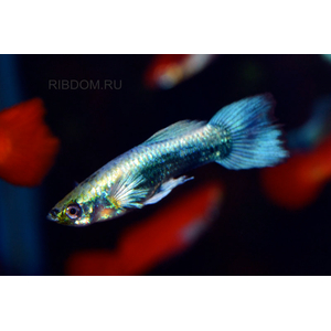 ГУППИ ГОЛУБОЙ МЕТАЛИК (самец)