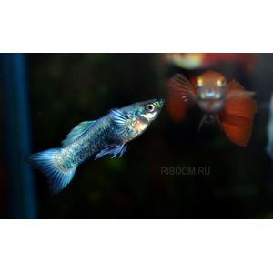 ГУППИ ГОЛУБОЙ МЕТАЛИК (самец)