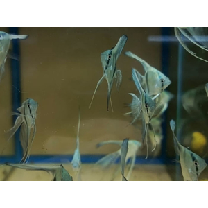 СКАЛЯРИЯ ГОЛУБАЯ ВЫСОКОПЛАВНИЧНАЯ