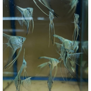 СКАЛЯРИЯ ГОЛУБАЯ ВЫСОКОПЛАВНИЧНАЯ