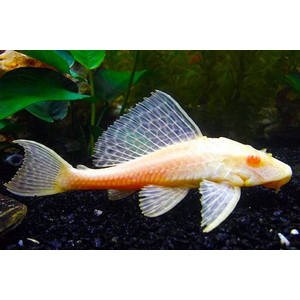 ПЛЕКОСТОМУС АЛЬБИНОС - Hypostomus plecostomus