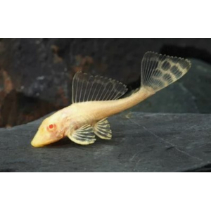 ПЛЕКОСТОМУС АЛЬБИНОС - Hypostomus plecostomus