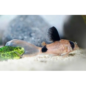 КОРИДОРАС ПАНДА ВУАЛЬ - Corydoras panda