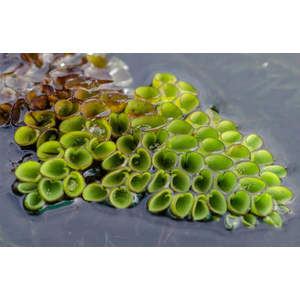 САЛЬВИНИЯ КЛОБУЧКОВАЯ - Salvinia cucullata