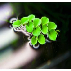 САЛЬВИНИЯ КЛОБУЧКОВАЯ - Salvinia cucullata