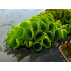 САЛЬВИНИЯ КЛОБУЧКОВАЯ - Salvinia cucullata