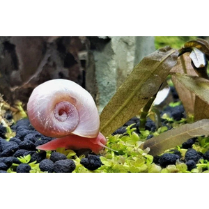 УЛИТКА КАТУШКА ЖЕМЧУЖНАЯ - Planorbarius corneus