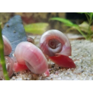 УЛИТКА КАТУШКА ЖЕМЧУЖНАЯ - Planorbarius corneus