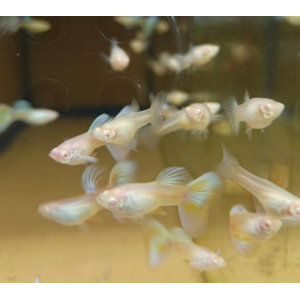 ГУППИ ЛОТУС