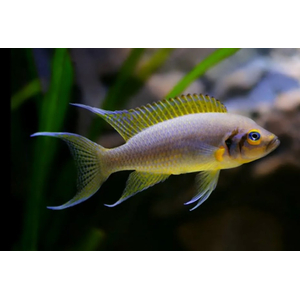 ДАФФОДИЛ - Neolamprologus pulcher Daffodil