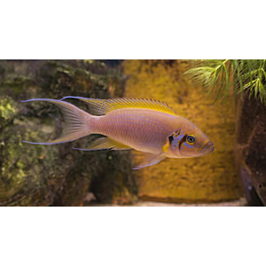 ДАФФОДИЛ - Neolamprologus pulcher Daffodil