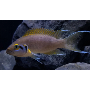 ДАФФОДИЛ - Neolamprologus pulcher Daffodil