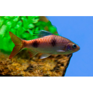 ​Барбус арулиус (Dawkinsia arulius) — пресноводная лучепёрая рыбка из семейства Карповые.