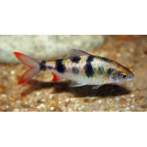 ​Барбус арулиус (Dawkinsia arulius) — пресноводная лучепёрая рыбка из семейства Карповые.