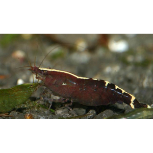 КРЕВЕТКА КРАСНАЯ БАБАУЛТИ КАРИДИНА - Caridina cf. babaulti var. red