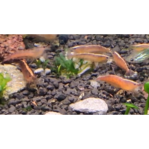 КРЕВЕТКА КРАСНАЯ БАБАУЛТИ КАРИДИНА - Caridina cf. babaulti var. red