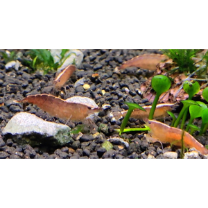 КРЕВЕТКА КРАСНАЯ БАБАУЛТИ КАРИДИНА - Caridina cf. babaulti var. red