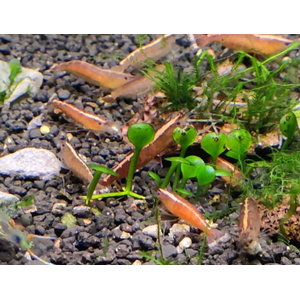 КРЕВЕТКА КРАСНАЯ БАБАУЛТИ КАРИДИНА - Caridina cf. babaulti var. red