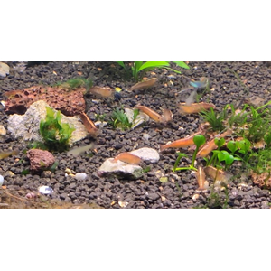 КРЕВЕТКА КРАСНАЯ БАБАУЛТИ КАРИДИНА - Caridina cf. babaulti var. red