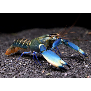 РАК БОЭСМАНА СИНЯЯ ЛУНА - Cherax boesemani sp.var. Blue Moon
