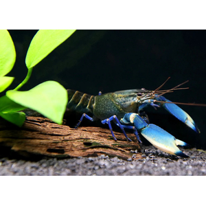 РАК БОЭСМАНА СИНЯЯ ЛУНА - Cherax boesemani sp.var. Blue Moon