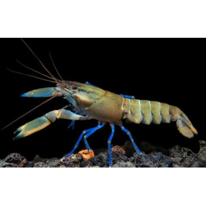 РАК БОЭСМАНА СИНЯЯ ЛУНА - Cherax boesemani sp.var. Blue Moon