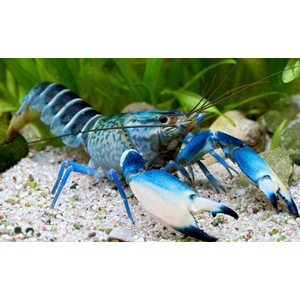 РАК БОЭСМАНА СИНЯЯ ЛУНА - Cherax boesemani sp.var. Blue Moon