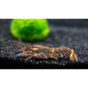 РАК БОЭСМАНА СИНЯЯ ЛУНА - Cherax boesemani sp.var. Blue Moon