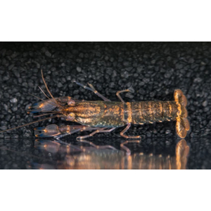 РАК БОЭСМАНА СИНЯЯ ЛУНА - Cherax boesemani sp.var. Blue Moon