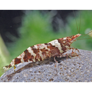 КРЕВЕТКА НИНДЗЯ - Caridina serratirostris Ninja Shrimp