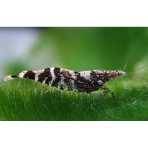 КРЕВЕТКА НИНДЗЯ - Caridina serratirostris Ninja Shrimp