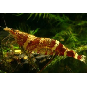 КРЕВЕТКА НИНДЗЯ - Caridina serratirostris Ninja Shrimp