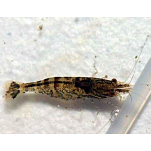 КРЕВЕТКА НИНДЗЯ - Caridina serratirostris Ninja Shrimp