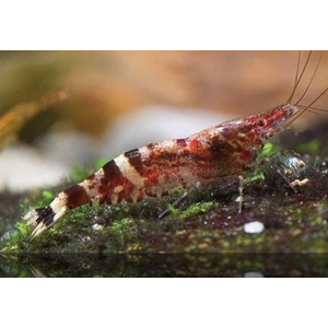 КРЕВЕТКА НИНДЗЯ - Caridina serratirostris Ninja Shrimp