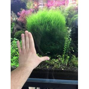 Мох в баночке СТРИНГ 150 мл - Leptodictyum riparium Stringy