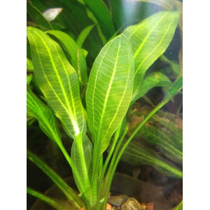 Растение на кочке ЭХИНОДОРУС АРГЕНТИНСКИЙ - Echinodorus argentinensis