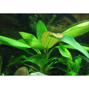 Растение на кочке ЭХИНОДОРУС АРГЕНТИНСКИЙ - Echinodorus argentinensis