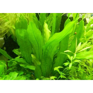 Растение на кочке ЭХИНОДОРУС АРГЕНТИНСКИЙ - Echinodorus argentinensis