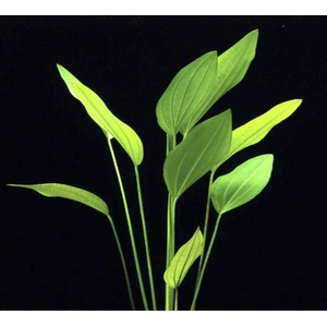 Растение на кочке ЭХИНОДОРУС АРГЕНТИНСКИЙ - Echinodorus argentinensis