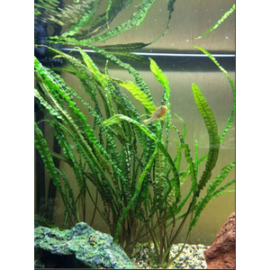 Растение на кочке КРИПТОКОРИНА АПОНОГЕТОН  - Cryptocoryne aponogetifolia