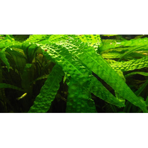 Растение на кочке КРИПТОКОРИНА АПОНОГЕТОН  - Cryptocoryne aponogetifolia