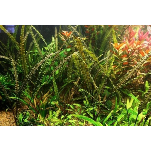 Растение на кочке КРИПТОКОРИНА АПОНОГЕТОН  - Cryptocoryne aponogetifolia