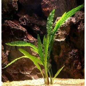 Растение на кочке КРИПТОКОРИНА АПОНОГЕТОН  - Cryptocoryne aponogetifolia