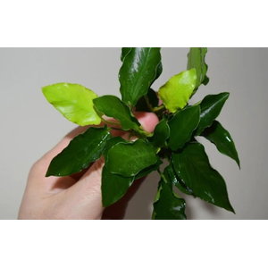 АНУБИАС НАНА ЛОНГ ВЕЙВАНУБИАС НАНА ЛОНГ ВЕЙВАНУБИАС НАНА ЛОНГ ВЕЙВ