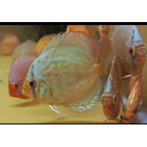 ДИСКУС  цвет в ассортименте