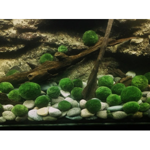 Кладофора маримо (Cladophora aegagropila, Эгагропила Линнея, Aegagropila linnaei)