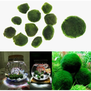 Кладофора маримо (Cladophora aegagropila, Эгагропила Линнея, Aegagropila linnaei)