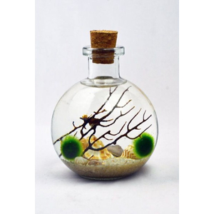 Кладофора маримо (Cladophora aegagropila, Эгагропила Линнея, Aegagropila linnaei)